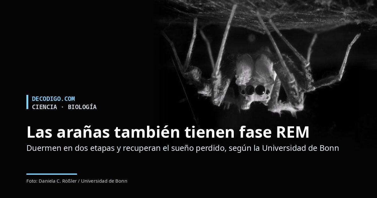 Las arañas también tienen fase REM: duermen en dos etapas y recuperan el sueño perdido, según un estudio de Bonn