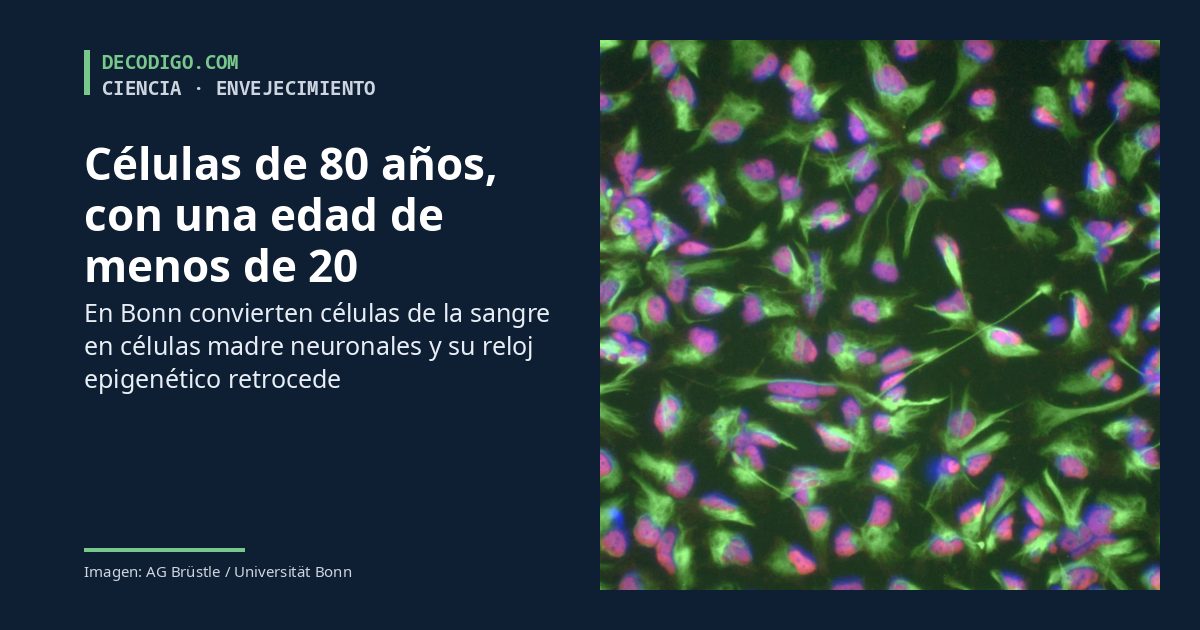 Células de una persona de 80 años, con una edad biológica de menos de 20: así las «rejuvenecieron» en Bonn