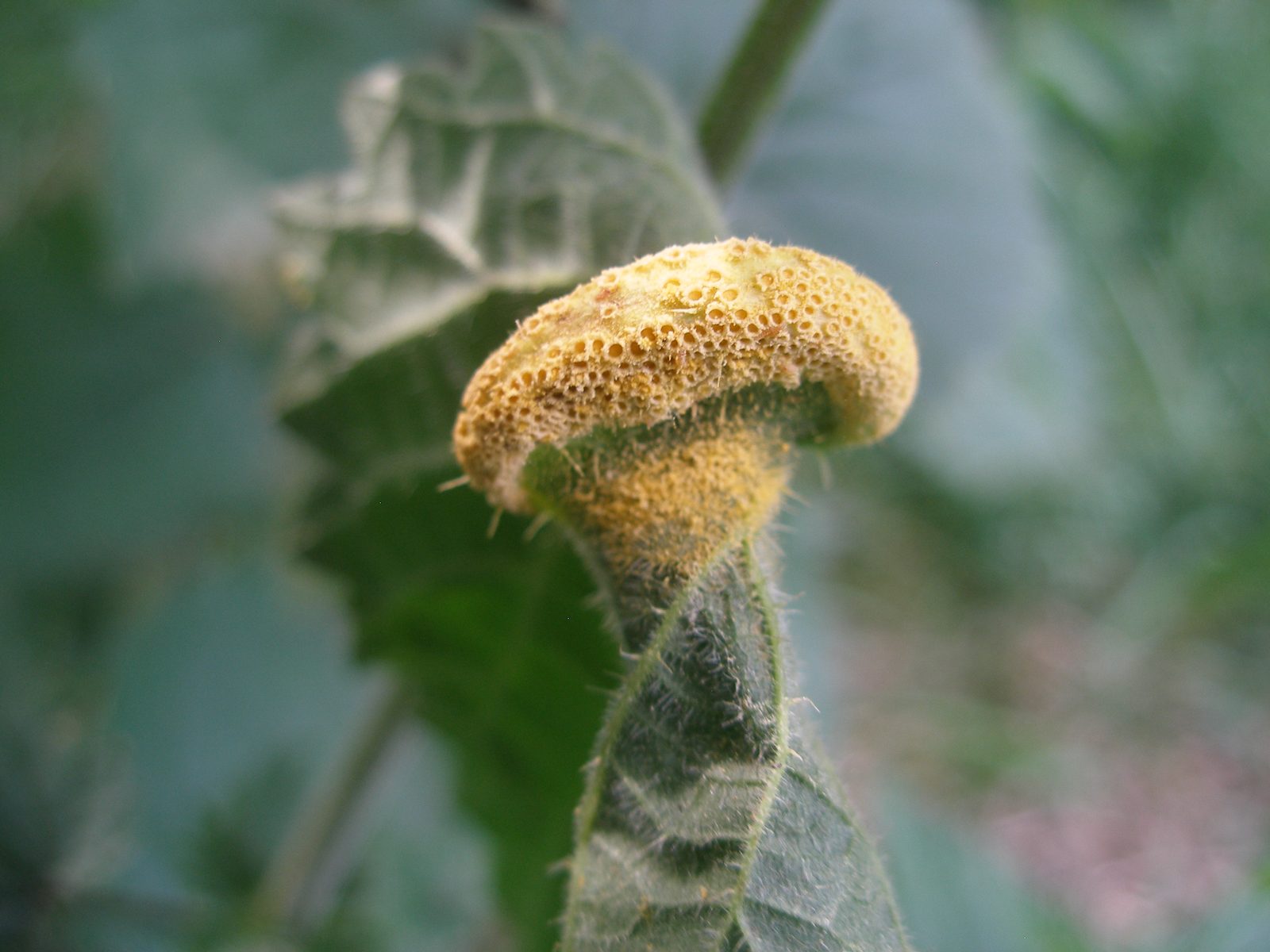 Hoja de ortiga deformada por la roya Puccinia urticata, cubierta de pequeños cráteres de color naranja